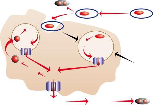 FCM/DEMİR ALINMASI Macrophage Transferrin FCM Karboksimaltoz kılıf Fe 2+ Fe 3+ Fe 3+ Fe 2+ Polinükleer Fe (III)- oksihidroksid çekirdek Ferritin Fe 3+ Fe