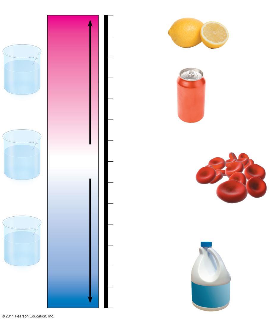 Increasingly Basic [H + ] < [OH ] Increasingly Acidic [H + ] > [OH ] ph 0 1 2 Pil asidi Mide asidi, limon suyu H + H + H + H + OH OH H + H + H + H + Asidik solüsyon OH OH H + H + OH OH OH H + H + H+