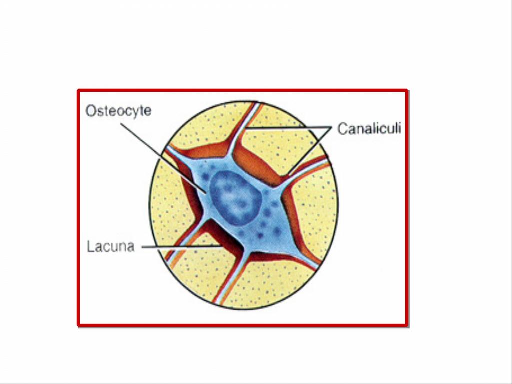 3. Osteosit ler: Ürettiği salgı içinde hapsolan osteoblastlar osteositlere dönüşürler. Osteositler olgun kemik hücreleridir. Yassı oval şekillidirler, lacun adı verilen kovuklar içinde bulunurlar.