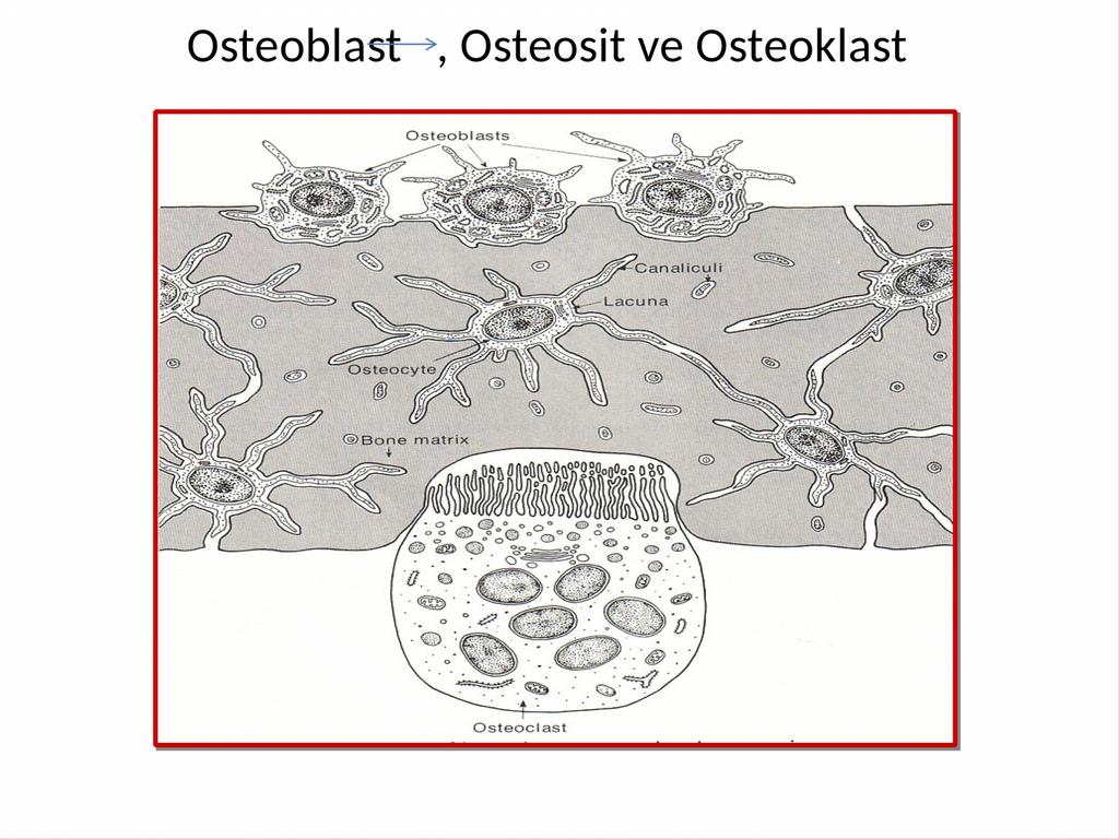 Paratiroid hormone (parathormon) osteoklastların sayı ve etkinliklerini arttırır ve kemik resorpsiyonunu sağlar.