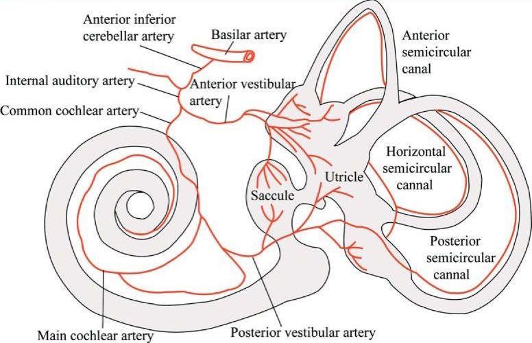 Şekil 5. Vestibüler Sistemin Arterial Kanlanması.