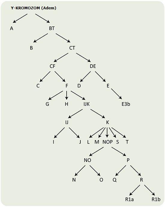http://www.genomturkiye.com/y-kromozom-haplo-gruplari.