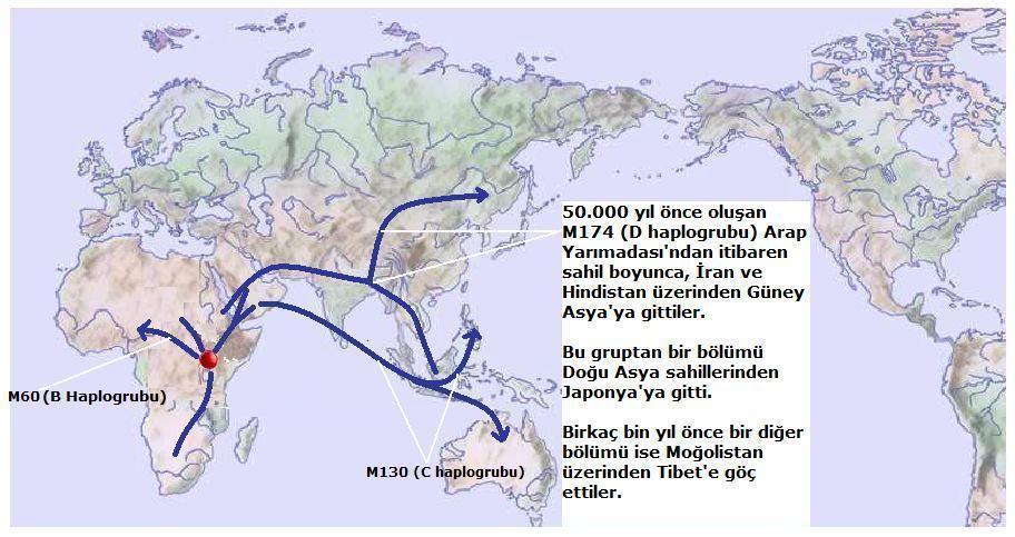 İmparatorluğu döneminde köle olarak getirilen Nubian ların torunları olduğu tahmin edilmektedir. B Haplogrubu 50.000 yıl önce M60 mutasyonu ile oluştu.