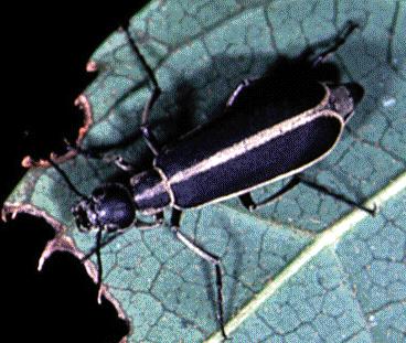 HYPERMETABOLA BAŞKALAŞIM Meloidae (Coleoptera) Değişik yapıdaki larva dönemleri