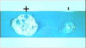 50 2.6.2.2. Hareketlilik Testi: Hareketlilik testi Campylobacter şüpheli kolonilerin, 24 saatlik Brucella broth kültürlerinden yapıldı.