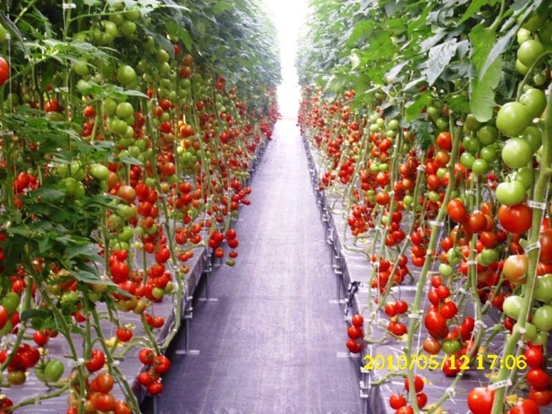 Domatesin üretilme sebeplerinden birisi de domates fidesini diktikten 70 gün sonra 9 aylık bir süre boyunca her hafta hasat etmenizdir
