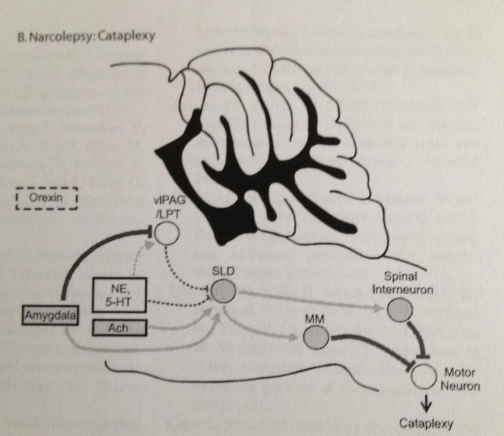 Katapleksi sırasında NE ve serotoninerjik nöron aktivitesi baskılanır ve atoni gelişir.