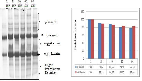 belirlenen kazein fraksiyonları Şekil 4.