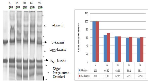 Çizelgeden görüleceği gibi, taze peynir örneklerei içerisinde, renk ve görünüģ açısından en fazla beğeniye 4.50 puanı ile HS3, en az beğeniye ise 4.00 ile S3 örneği sahip olmuģtur.