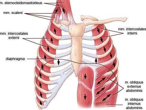 TFD Nörolojik Fizyoterapi Grubu Bülteni Mart 2017 Pilates eğitimi ile hem gövde stabilizasyonunda hem de diğer solunum kasları ile birlikte