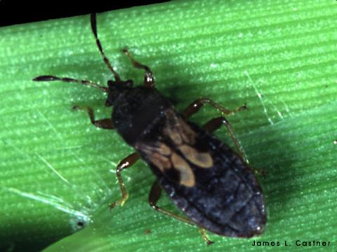 Takım: Hemiptera Familya: Lygaeidae Tür: Orthops campestris L. (Havuç capsidi) Erginlerin vücudu oval yapıda olup uzunluğu 3.5-4.5 mm'dir.