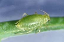 ve Zararı Kanatsız parthenogenetik dişilerin vücut uzunluğu 1.5-2.0 mm olup, rengi yeşildir.