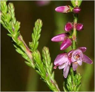 Equisetum arvense (Atkuyruğu) =