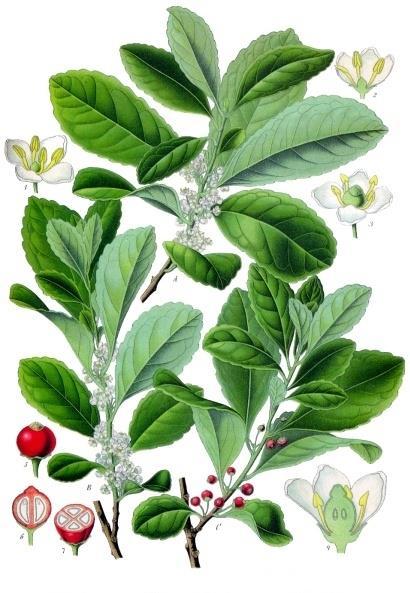 Ilex paraguariensis (Mate çayı,