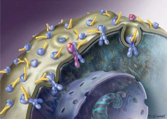 Trastuzumab HER2 reseptörünü inhibe etmek üzere