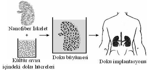 3 sağlanabilecektir. Nanofiberler doku mühendisliği ile birlikte hasarlı organların tedavisinde ve organ üretiminde (Huang ve ark., 2001), ilaç salınım sisteminde (Kenawy ve ark.