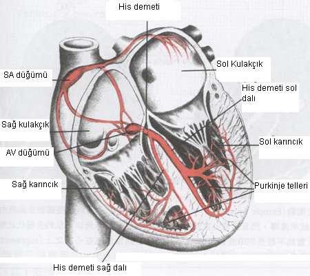 5 sahip bölge olarak kabul edilir. Sinüs düğümüne benzer şekilde AV düğümü de kolinerjik ve adrenerjik tellerden zengin bir innervasyona sahiptir (Kittleson, 1998). Şekil 1.1. Kardiyak iletim sistemi (Tilley ve ark.