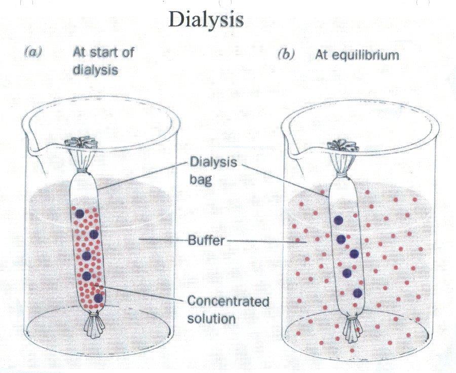 Çözünmüş moleküllerin seçici geçirgen bir zardan difüzyonuna Diyaliz denir.