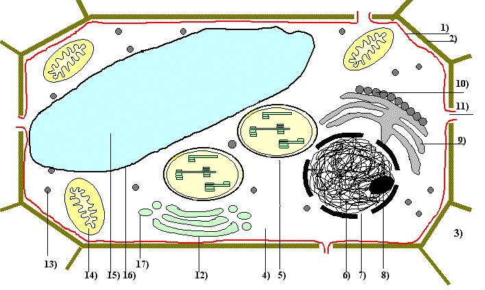Tonoplast Bitki hücrelerindeki vakuoller, çeşitli iyon ve moleküllere sahiptirler. Vakuoller tonoplast denen bir membran ile çevrilidirler.