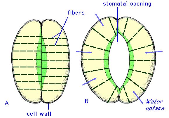 Transpirasyonun büyük kısmı (%90) stomalarla yapılır. Buna stomatal transpirasyon denir. Az bir kısmı (%10) ise epidermis üzerini örten kütiküla ile olmaktadır.