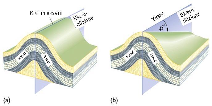 KIVRIMLARDA DALIM Kıvrım eksenleri yatay düzlemi bir açıyla kesebilirler, yani dalımlı