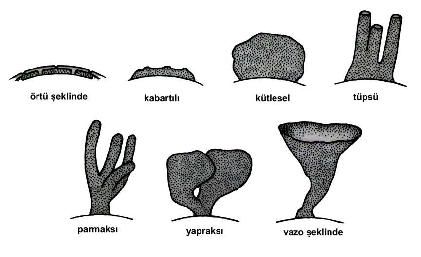 Sonuç olarak, süngerler ekosistemde pekçok canlıya barınak görevi gördüğünden ayrı bir