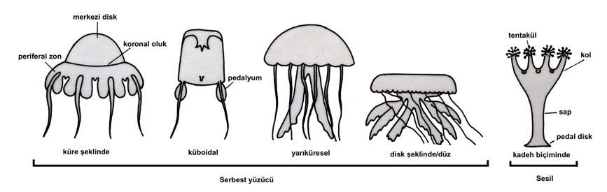 manubrium bulunur. Kollar serbest olarak su içinde uzanır ve besin yakalama işlevini görürler.