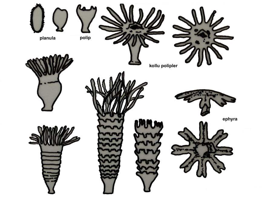 Şekil 13: Scyphozoa da Ephyra oluşımu ve Üreme Döngüsü. Anthozoa sınıfı üyeleri denizel formlar olup yalnızca polip formu olan organizmalardır.