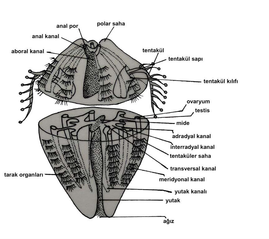 Şekil 16: Ctenophora da Genel Vücut Yapısı (Stachowitsch M., 1992). Şekil 17: Ctenophora da Genel Vücut Formları (Stachowitsch M., 1992). Üreme: Bütün Ctenophora üyeleri hermafrodittir.