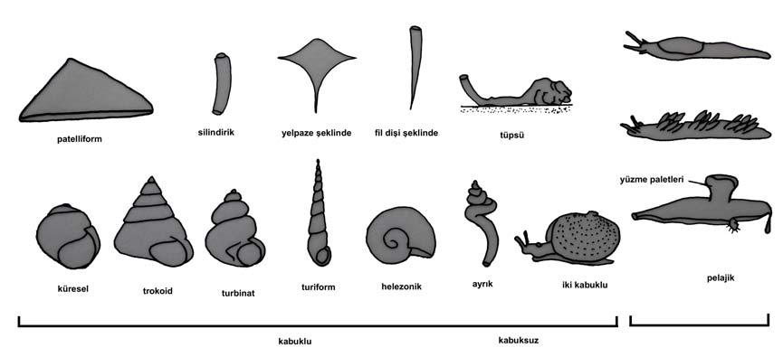 Solunum organı, özellikle ilksel formlarda bir çift ktenidyum şeklindedir.