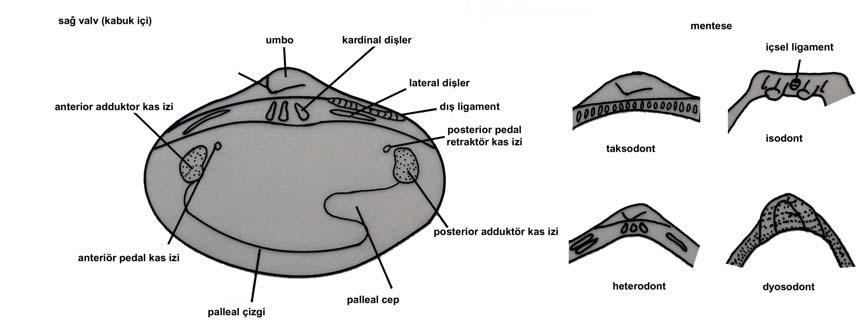 Şekil 26: Bivalvia da Kabuk Bölümleri ve Kardinal Saha Tipleri (Stachowitsch M., 1992). Şekil 27: Bivalvia da Genel Vücut Yapısı (Stachowitsch M., 1992). Cephalopoda sınıfı ise molluscanın en yüksek organizasyonlu sınıfıdır.