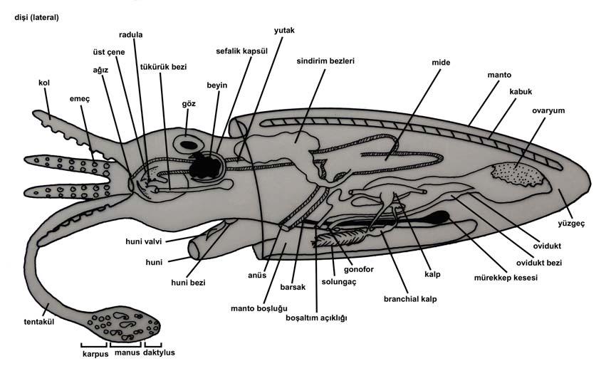 Şekil 28: Cephalopoda da Genel Vücut Yapısı (Stachowitsch M., 1992). Şekil 29: Cephalopoda da Vücut Formları (Stachowitsch M., 1992). Üreme: Molluskların çoğu ayrı eşeylidir ancak hermafrodit olan formlar da vardır.