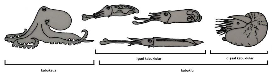 Gelişme bazılarında doğrudandır, bir kısmında ise metamorfoz görülür. Yumurtadan çıkan larva Polychaeta larvasına benzer ve trochophora adını alır.