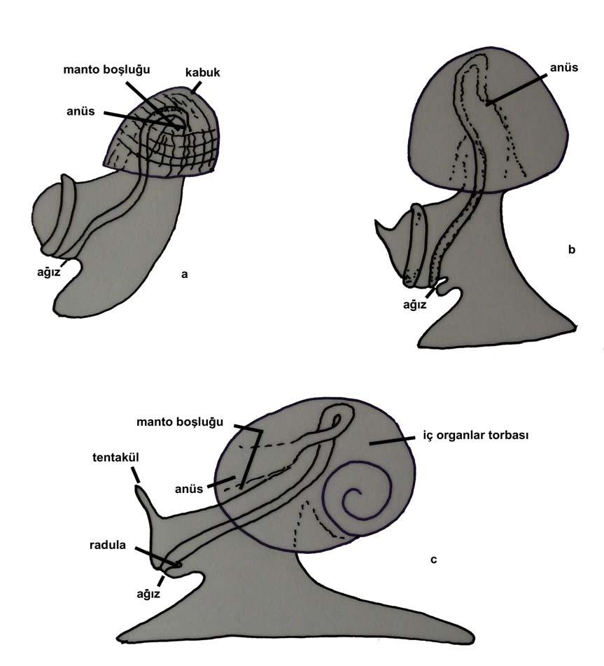 Şekil 31: Gastropoda da Torsiyon Olayı a: torsiyondan önce, b: 90 lik dönüşle anüs yan tarafa gelir, ve c: 180 lik dönme tamamlanarak anüs öne gelir. Cephalopodların ise hepsi ayrı eşeylidir.