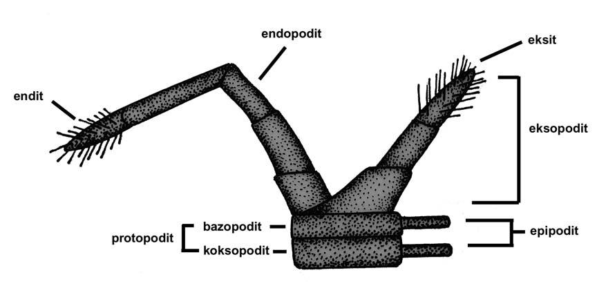 Şekil 32: Crustacea subphylumunda Görülen Yarıkayak Ekstremite Tipi. Şematik Yapısı.