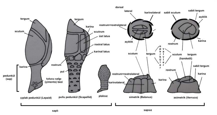 Şekil 33: Saplı ve Sapsız Cirripedlerde Genel Vücut Yapısı (Stachowitsch M., 1992). Cirripedlerde vücut esas olarak baş ve thoraks bölgesinden oluşmuştur.