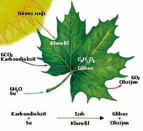 kimyasal davranışlarını inceleyen kimya dalıdır.