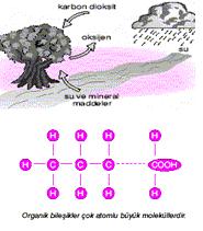 Organik ve İnorganik Bileşikler Canlıların Temel Bileşenleri Organik bileşiklerin hemen hemen tamamında C ve H atomu vardır.