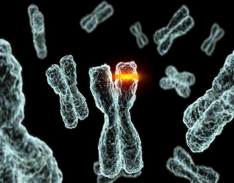 tamamına genom denir DNA tarafından kodlanır (bazı virüslerde