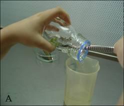 3. MATERYAL VE METOD Burcu ÖZBEK Şekil 3.1. In vitro klonal çoğaltım amacı ile kullanılan sürgün uçlarının sterilizasyonu (A), steril edilmiş sürgün uçlarının filtre kağıdında kurutulması (B)