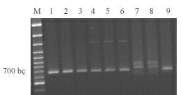 4. BULGULAR VE TARTIŞMA Burcu ÖZBEK rastlanmamış ve Garnem, Cadaman ve Myrobalan 29 klonu kök-ur nematodlarına dayanıklı olabilecek aday anaçlar olarak değerlendirilmiştir. 4.4. PCR Analizi Şekil 4.