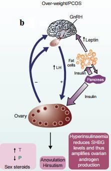 Yağ hücrelerinden salınan leptin ve pankreastan salınan insülin, karaciğerden SHBG hormon salınımını etkileyerek östradiol (E2) ve testosteron (T) biyoyararlanımını değiştirmektedir.