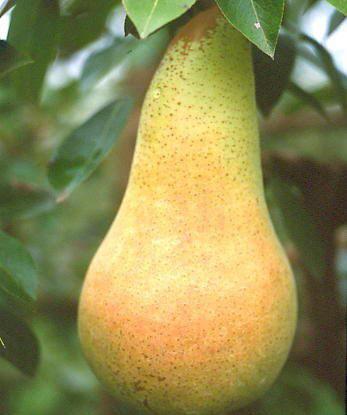 ABATE Orijin: Ağaç: yerlerde elde verir. Meyve: renklidir. Conference'a toplanmalıdır. BELLA CABCAV En dayanıklıdır. üzerinde çeşit Hasat FNACAV 1820 yapılan yalnızca BUTIRRA sık edilmiştir.