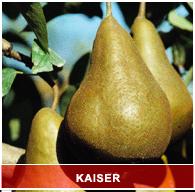 KAISER FNCAV ile durumda ağaçların pas süreli açıktır. MAX PRCAV 2'sini olduğuna meyve gelmektedir.