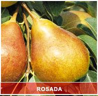 Sertifika Roma Orijin edilmiştir. Ağaç Meyve renklidir, etkilenmediği Hasat TOSCA : Zamanı ISF'sinin Forli : Orta Başvuru güneşte kuvvettedir, büyüklükte, sanılmaktadır.