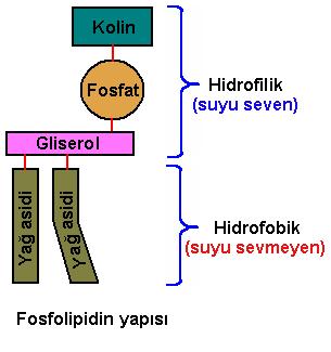 Nötral yağlar(trigliseriritler) yapısındaki asitlere göre doymuş ve doymamış olarak 2 gruba ayrılırlar; DOYMUŞ YAĞLAR: -Oda sıcaklığında katıdırlar -Hayvansal kaynaklıdırlar, -C atomları arasında tek