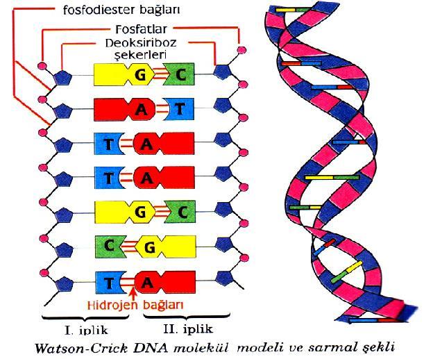 A-Pürin(iki halkalı) -(A)denin(DNA-RNA) -(G)uanin(DNA-RNA) B-Pirimidin(tek halkalı) -(S)itozin(DNA-RNA) -(T)imin(yalnız DNA) -(U)rasil(yalnız RNA) Nükleotitler bir araya gelerek DNA ve RNA yı