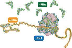 2-RNA(RİBONÜKLEİK ASİT) -DNA nın kontrolunde sentezlenir (transkripsiyon) -RNA az yıkım ve RNA polimeraz yapım enzimleri çalışır.