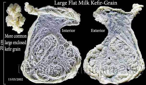 Kefir fermantasyonunda laktik asit bakterileri laktat üreterek ortamın asitliğini artırırlar ve