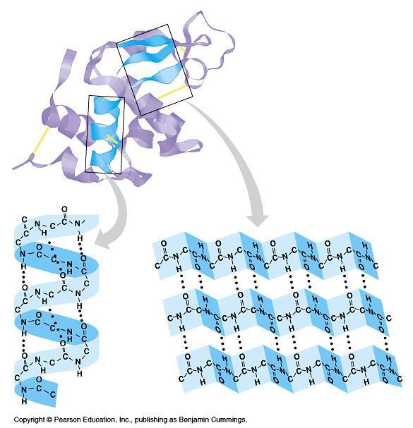 Peptit bağının teşekkülü için enerji gerekir. Bu olay ribozomlarda oluşur. Ribozomlarda proteinler sentezlenirken yeni amino asitleri daima yapının C terminal ucuna eklenir.